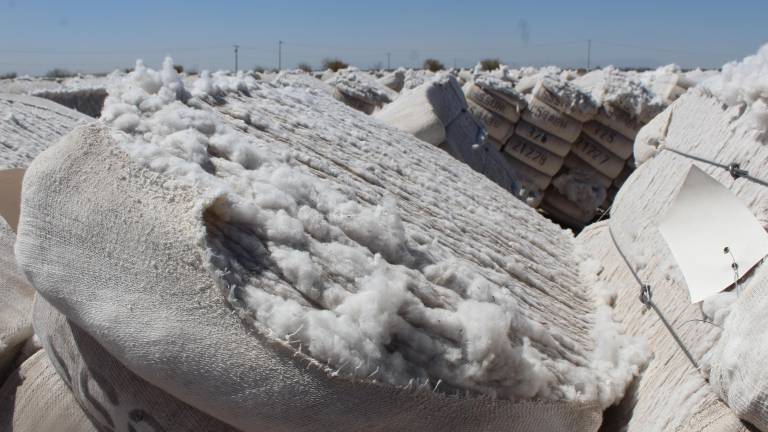 $!La siembra del algodón es uno de los principales cultivos a los que se les aplica pesticidas para evitar plagas que dañen la cosecha, pero no se ha medido el impacto de estos pesticidas.