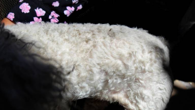 $!En la foto se observa a una perra French Poodle de pelaje blanco. Duermeen la cochera y su cuerpo levanta todo el polvo que generan las fábricas.