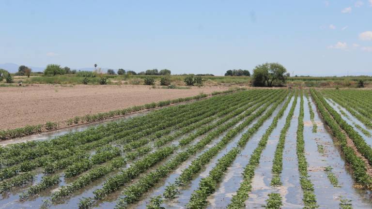 $!La sobreexplotación de los acuíferos, principalmente por la agroindustria, es un asunto que tendría que estar en la agenda de la próxima presidenta.