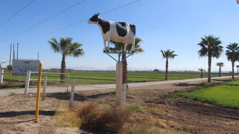 $!Los forrajes son el cultivo principal en la región Laguna, pues se requiere para alimentar el hato de más de 50 mil vacas.