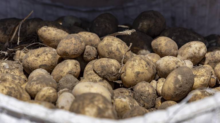 $!Apenas sale del campo, la papa cuesta siete a ochos pesos el kilo, pero una vez en los supermercados, con el comprador final, alcanza en ocasiones hasta más de 40 pesos el kilo.