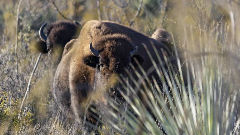 $!La manada reintroducida en El Santuario representa mucho más que conservación: es equilibrio, agua y futuro.