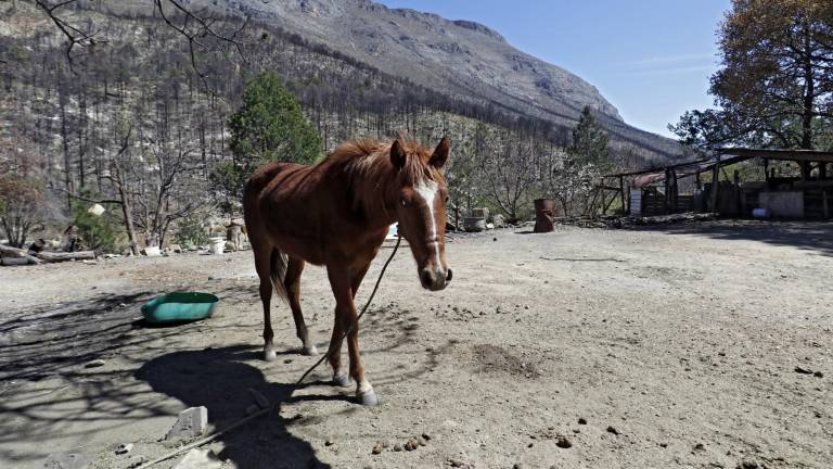 $!Sobre caminos de cenizas caminan caballos con la piel pegada a las costillas. Sobrevivientes rematan a sus animales para tener un ingreso.