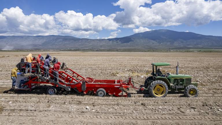 $!La papa es una hortaliza con presencia en Coahuila y Nuevo León, pero que en los últimos años ha decrecido su producción.