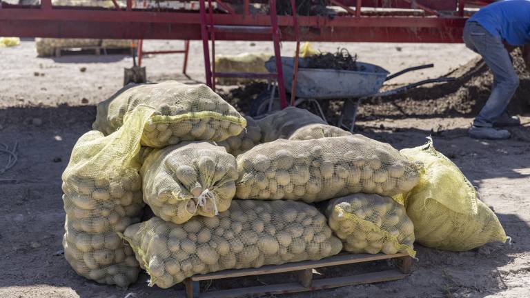 $!El consumo per cápita de papa en México es mucho menor al de otros países como Alemania y Polonia.