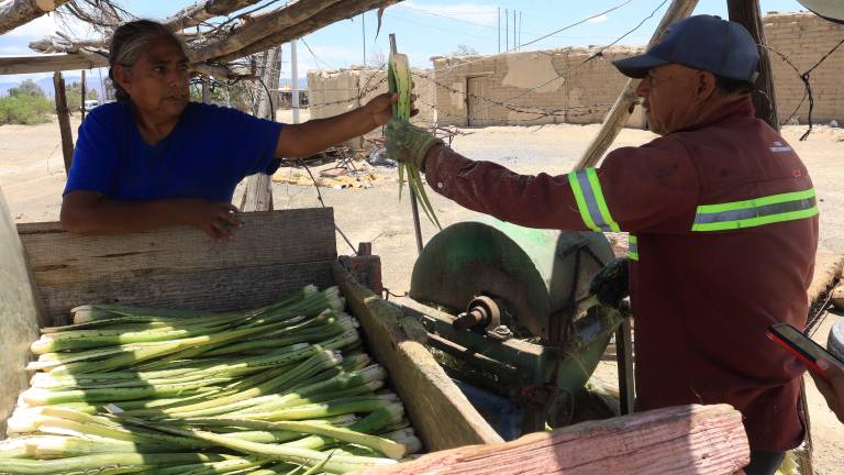 $!Los campesinos de Noria de la Sabina regresaron al trabajo de tallar la lechugilla y quemar candelilla.