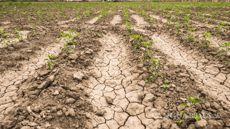 Mitad de suelo en Latinoamérica está ‘hecho pedazos’; habrá menos comida, pero no es todo