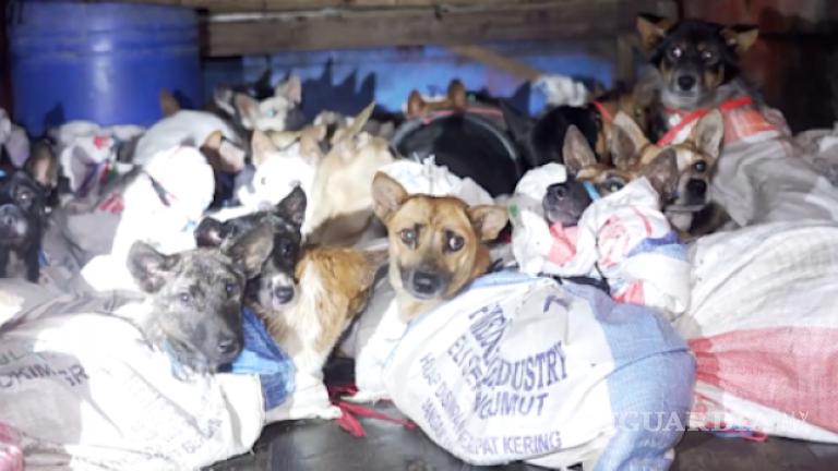 Rescatan a más de cincuenta perros que iban a matar para venderlos como carne