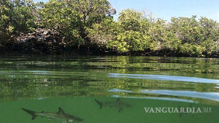 Descubren en la islas Galápagos una nueva “guardería” de tiburones
