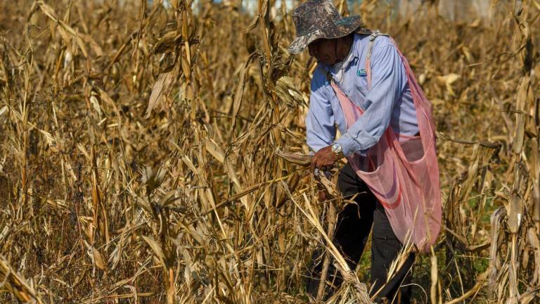 GCMA advirtió que el mercado enfrenta un escenario claramente bajista, que limita cualquier recuperación de precios y compromete la rentabilidad del productor.