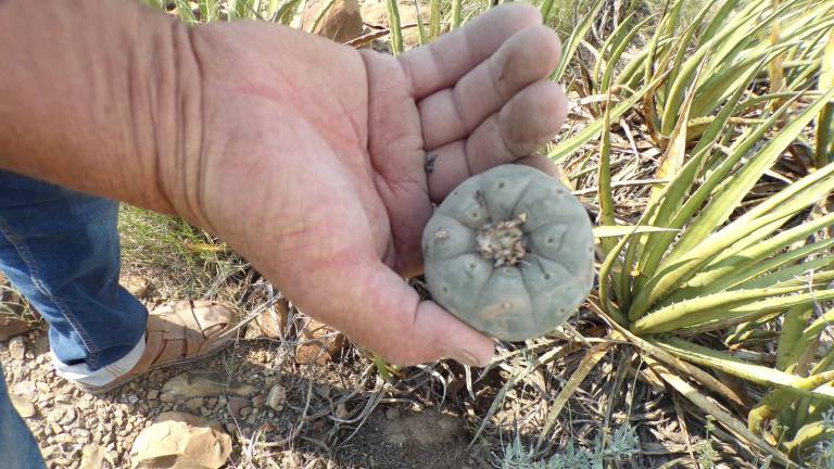 $!El peyote, una planta sagrada para muchas comunidades, fue saqueado en Noria de la Sabina.