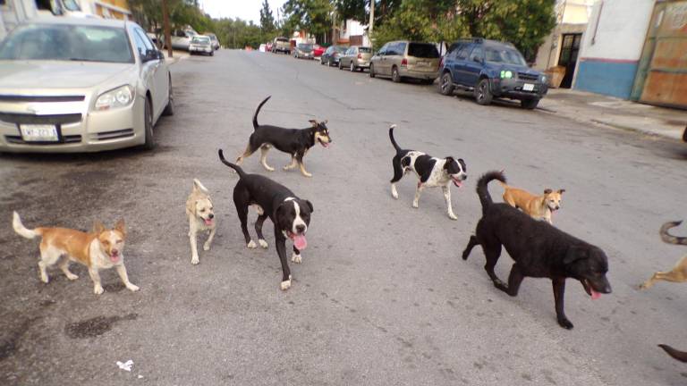 $!El abandono de los perros es un problema de la sociedad que ocasiona que se creen jaurías que terminan en la montaña.