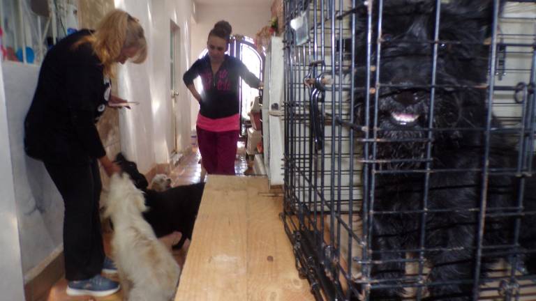 $!Alma Salinas Barrón, presidenta de ADAC, cuenta con el apoyo de tres hogares temporales para mascotas abandonadas o maltratadas y brindan resguardo a cerca de 70 perros.