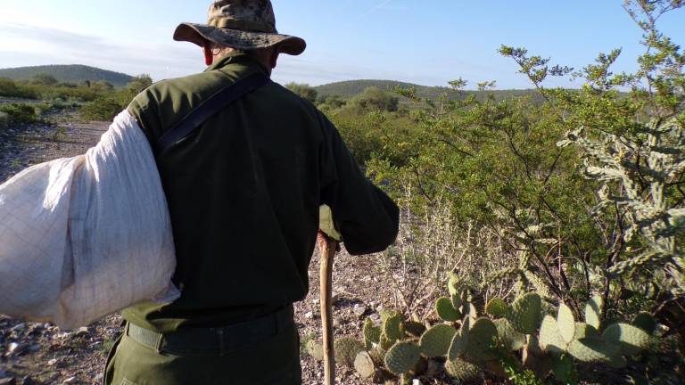 $!El Jefe del Desierto camina y encuentra la planta sagrada, el peyote, motivo por el que decenas de turistas llegan a esta zona.