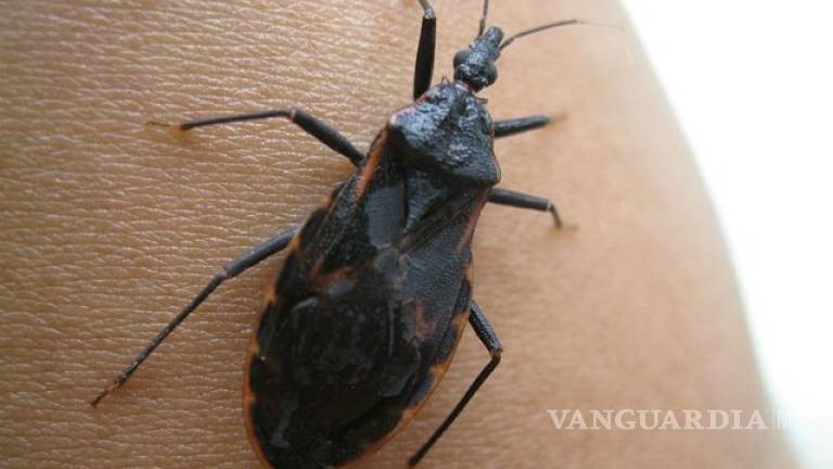 Si ves este insecto en tu casa, prepárate con insecticidas: ¡es muy peligroso!