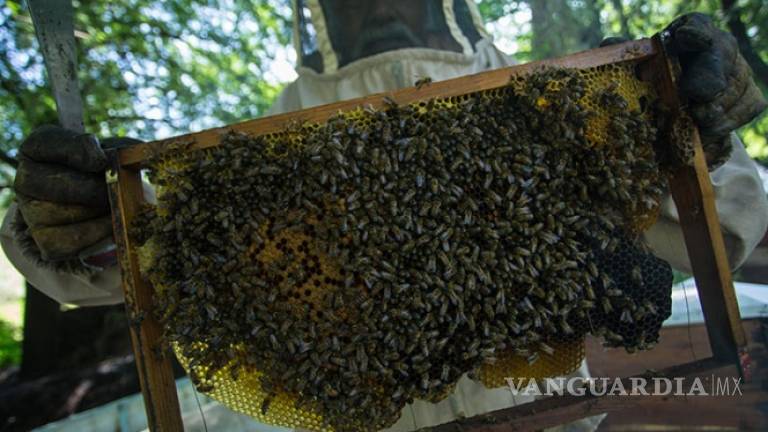 Apicultores coinciden con científicos: ‘Sin abejas no hay futuro’