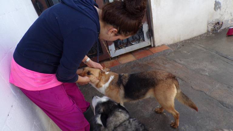 $!Miriam Prieto mantiene un hogar temporal para perros de la calle, pero es insuficiente ante la cantidad de animales que andan sueltos.