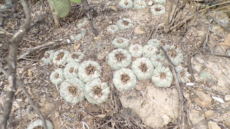 $!El peyote... esa biznaguita entre gris - verde, sin espinas, que en este desierto florece.