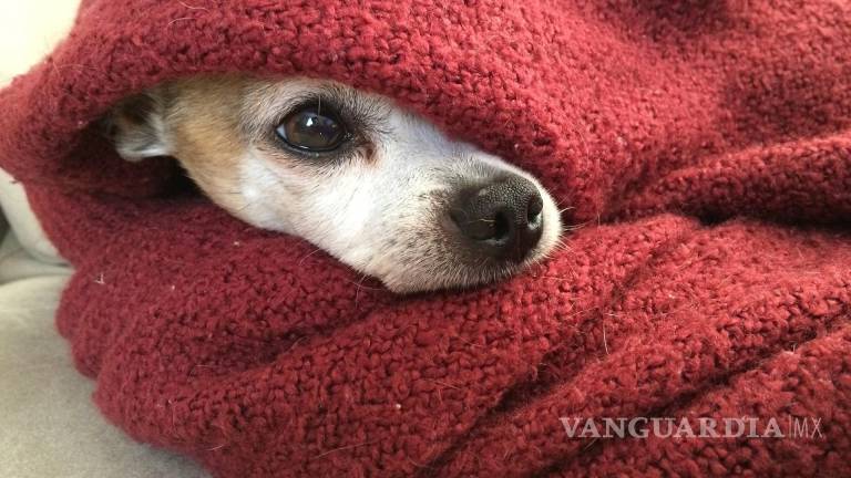 Ante Frente Frío, mascotas pueden sufrir hipotermia y enfermedades respiratorias: veterinario