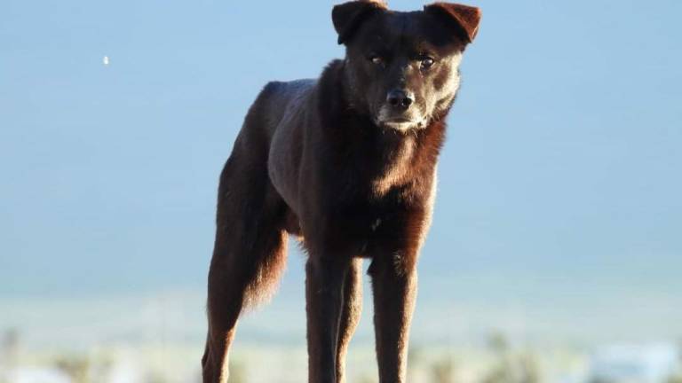 $!El perro desciende del lobo y cuando se llega a asilvestrar empieza con esos instintos.