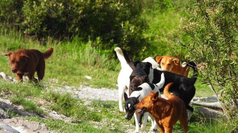 $!Las jaurías son un problema cada vez mayor en la Sierra de Zapalinamé, pues se han convertido en un depredador de especies.