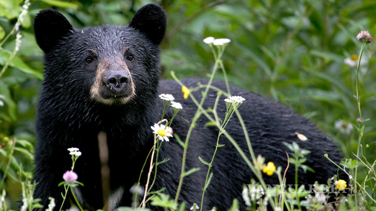 Asociaciones civiles critican cacería de osos en EU