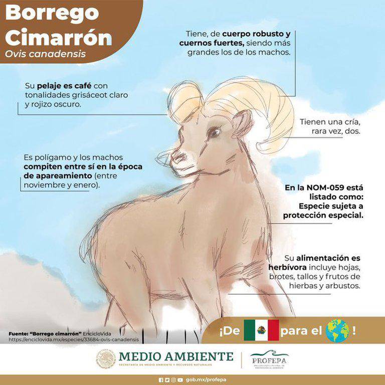 $!‘Le pegó duro el COVID al borrego cimarrón’... tunden a Profepa por ‘fea’ ilustración (memes)
