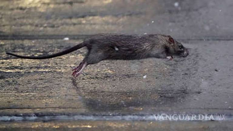 En CDMX debido al coronavirus la plaga de ratas es una ameza
