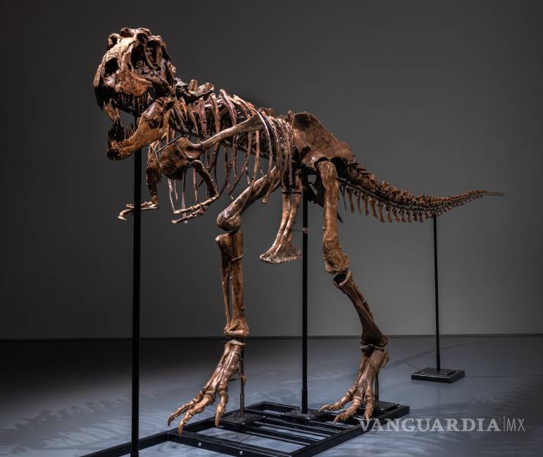 Subastan el esqueleto de un dinosaurio de hace 77 millones de años