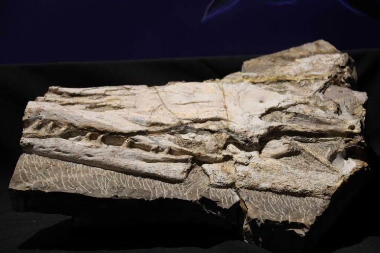$!Se destacó que el cráneo encontrado es el mejor conservado de Mosasaurios en América Latina.
