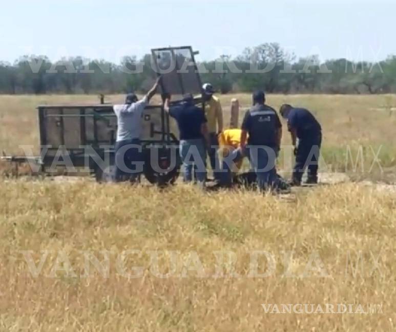 Coahuila: Oseznos jugaban cerca de su mamá muerta, creyendo que estaba dormida