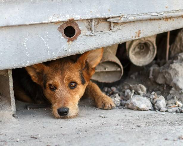 Municipio advirtió que el impacto se agrava en perros sin dueño, donde el ruido puede detonar accidentes y problemas de convivencia en la ciudad.