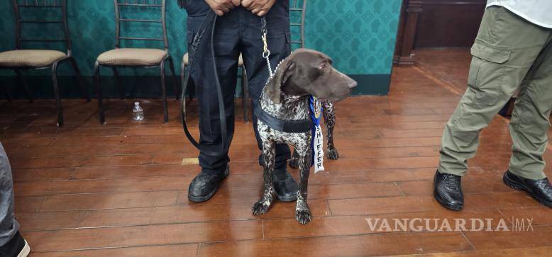 $!“Shiffer”, pointer alemán de tres años, está entrenado para localizar restos humanos.