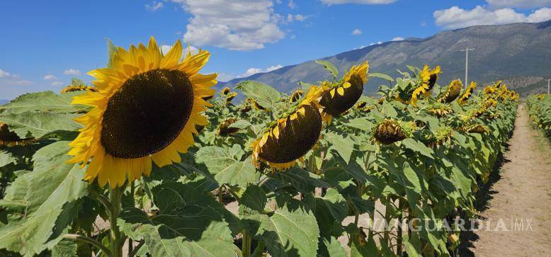 $!Los campos de girasoles se combinan con la siembra de calabazas para ofrecer una experiencia única a las familias que visitan el proyecto.