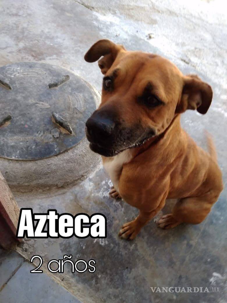 $!¿Estás buscando adoptar? Conoce a estos adorables lomitos