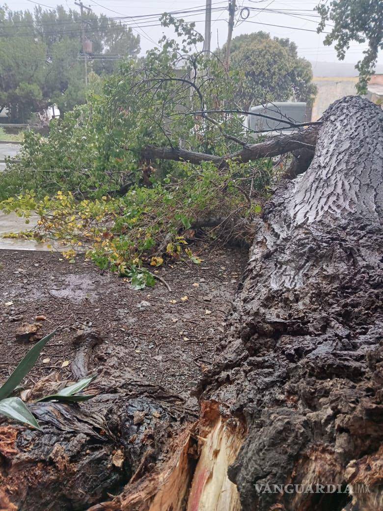 $!Árbol caído bloqueando el paso, tras las intensas lluvias.