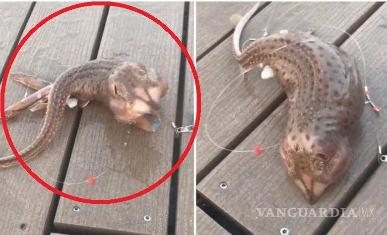 Extraña criatura marina es captada en video por pescadores en EU