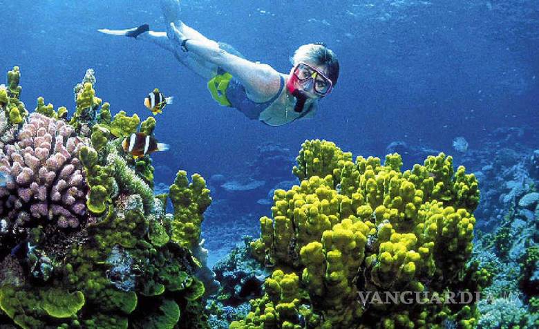 En riesgo, el segundo arrecife más grande del mundo, en Quintana Roo