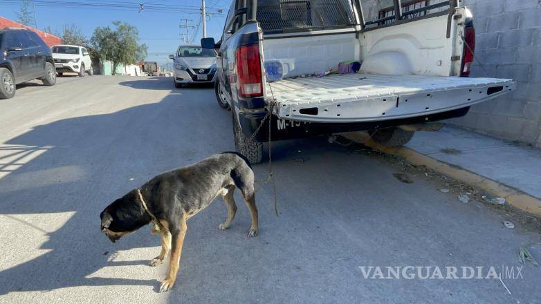 $!Un perrito fue rescatado.