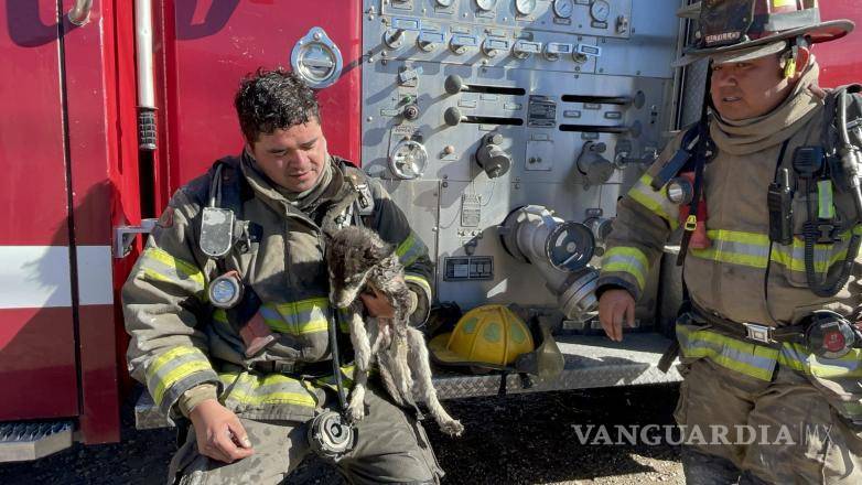 $!Un perro fue rescatado del interior del domicilio; sus dueños fueron aconsejados a llevarlo al veterinario.