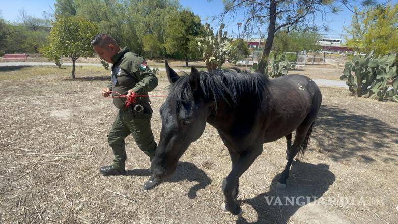 $!Elementos de la Policía Ambiental realizaron la búsqueda del equino tras varios reportes ciudadanos.