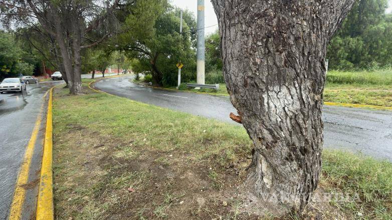 $!El Malibú quedó dañado tras impactar contra un árbol en Nazario Ortiz Garza.