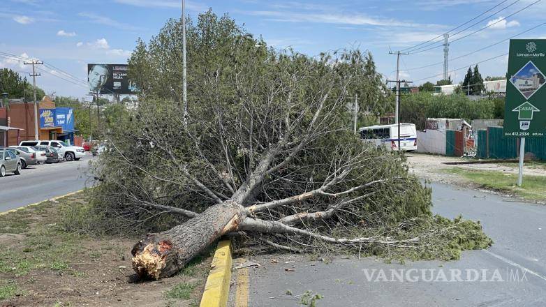 $!El árbol quedó en medio del camellón e invadiendo un carril de la calle.