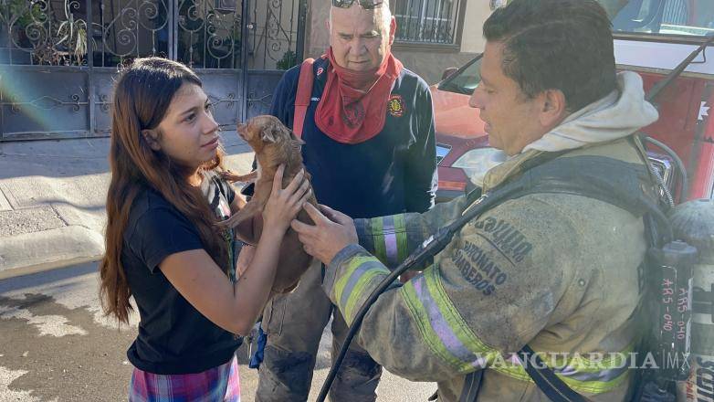 $!El cachorro fue entregado su dueña.