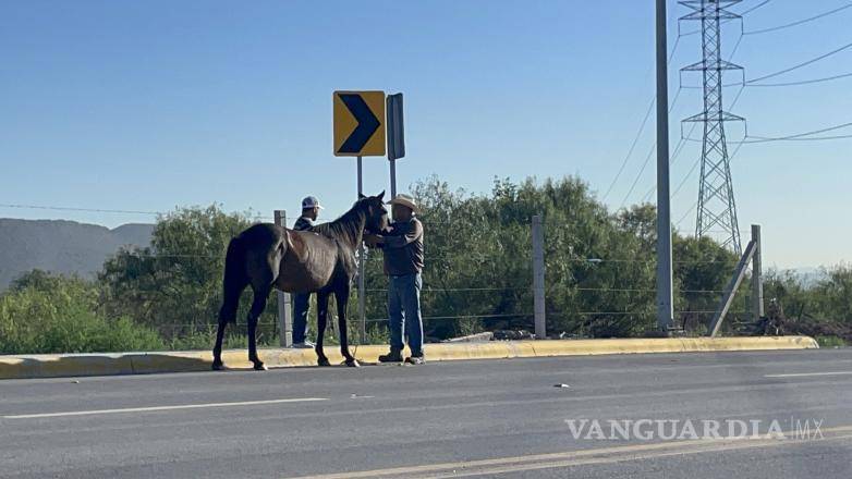 $!Un ciudadano intervino para controlar al equino y retirarlo de los carriles de circulación, evitando que la situación derivara en un percance vial de mayores consecuencias.
