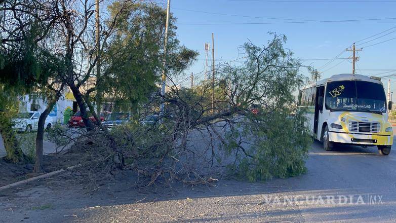 $!El árbol quedó atravesado sobre uno de los carriles del bulevar Isidro López Zertuche.