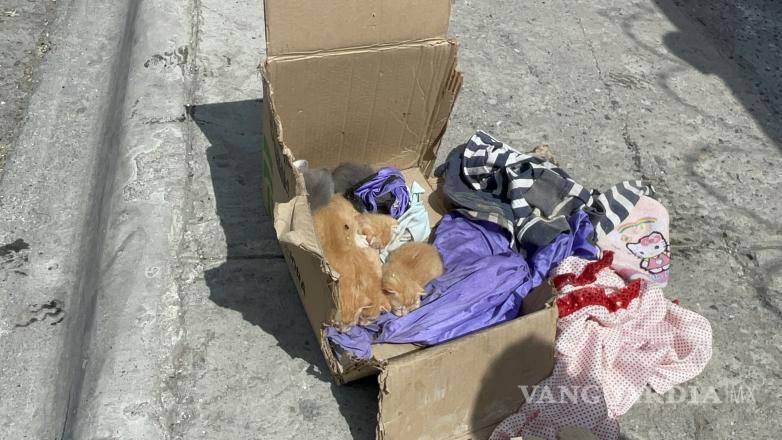 $!Los seis gatitos fueron rescatados por bomberos del interior de la vivienda incendiada y no presentaron lesiones.