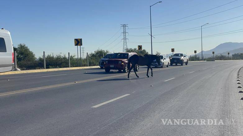 $!El animal escapó del lugar donde era alimentado junto con otros caballos y terminó deambulando sobre una de las vialidades más transitadas de la ciudad.