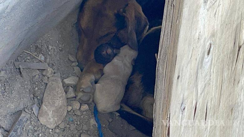 $!Rescatan a seis cachorros de incendio en colonia Loma Linda, en Saltillo