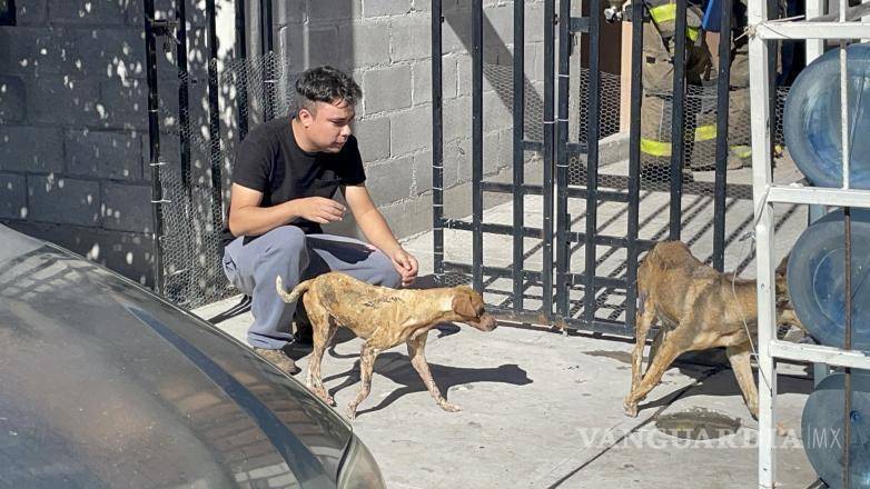 $!Los canes serían llevados al veterinario.